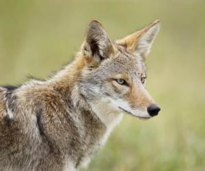 Watch What Happens When a Man's Dog Strolls Into a Feisty Coyote's Domain