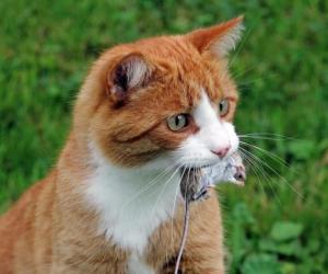 Birds Bravely Shelter In Place While Cat Tries To Paw Them in the Bird House