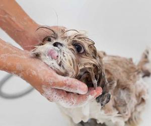 The 4 Best Homemade Dog Shampoo Solutions