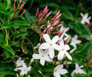 Jasmine Flowers: Meaning, Symbolism, and Uses