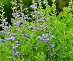 Discover the 10 Best Shrubs to Plant in Ohio (From Flowering to Evergreen!)