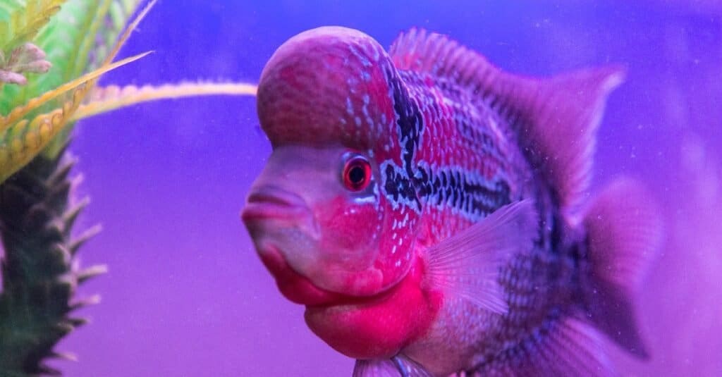 The Complete List of the 35 Animals With the Biggest Lips