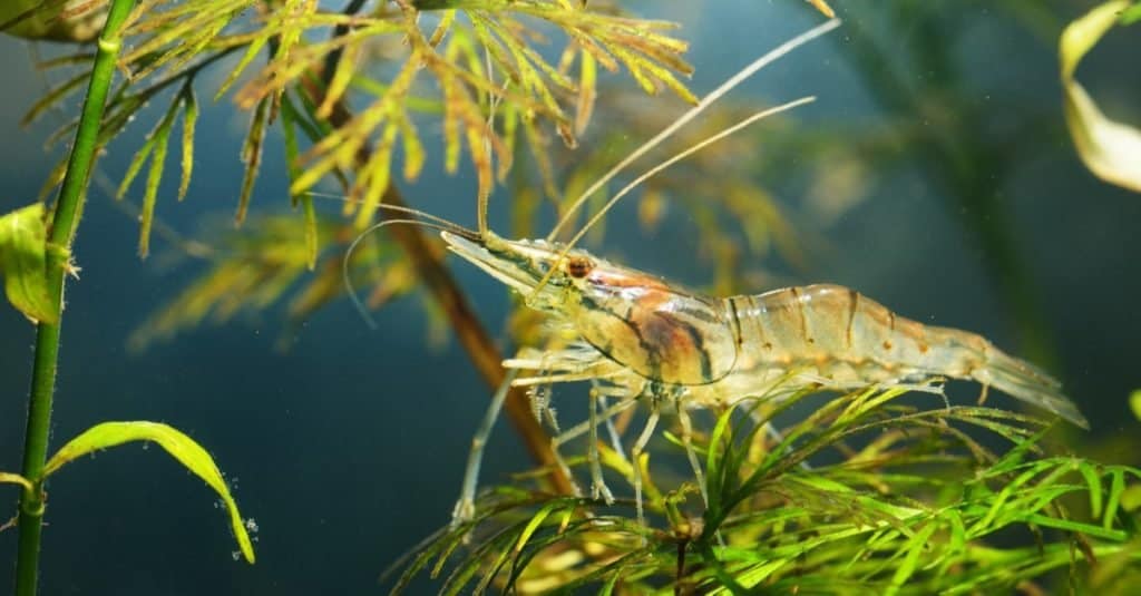 The 17 Best Tank Mates to Pair With Shrimp