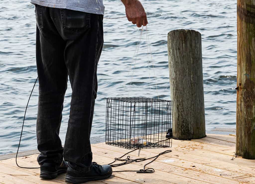 Maryland Crabbing Season: Timing, Bag Limits, and Other Important Rules