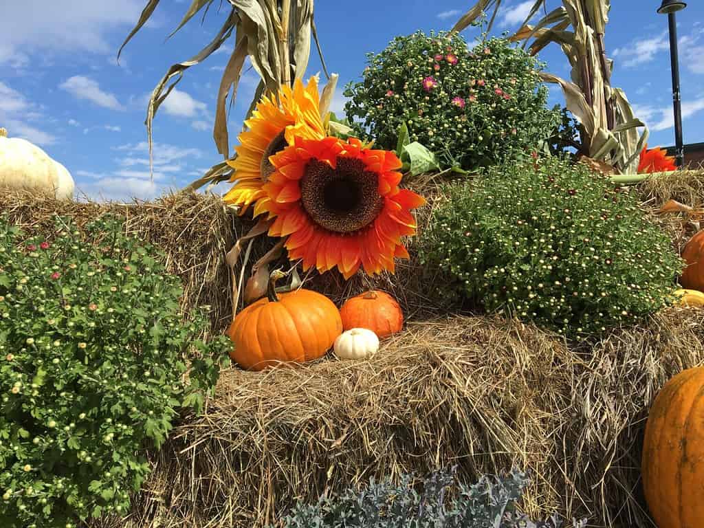 Explore the 6 Best Pumpkin Patches in Oregon To Embrace The Fall Season