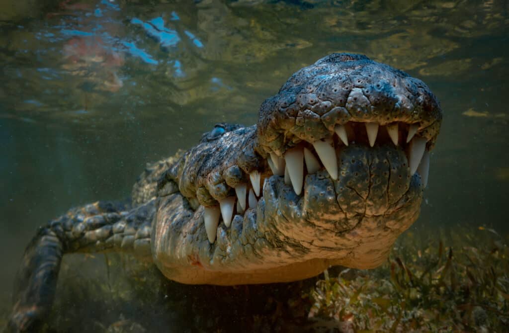 Get a First Person View of What It Would Be Like to Be Eaten by a Crocodile