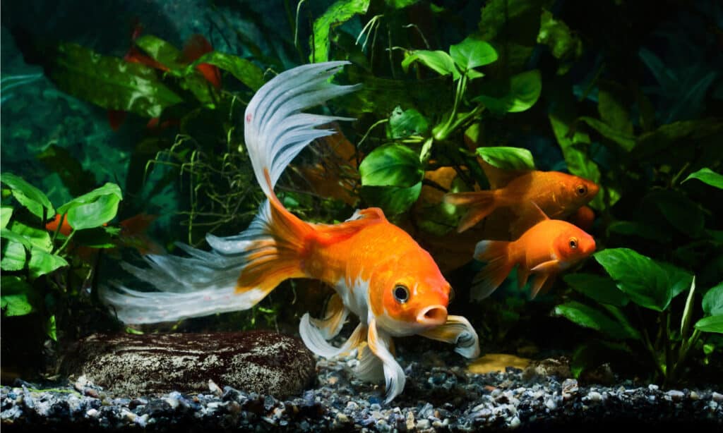 The 17 Best Tank Mates to Pair With Shrimp