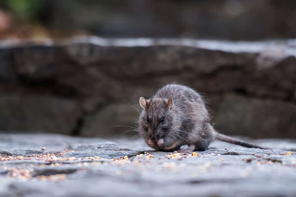 Why Do Rats Even Exist? Discover Their Purpose in the Environment