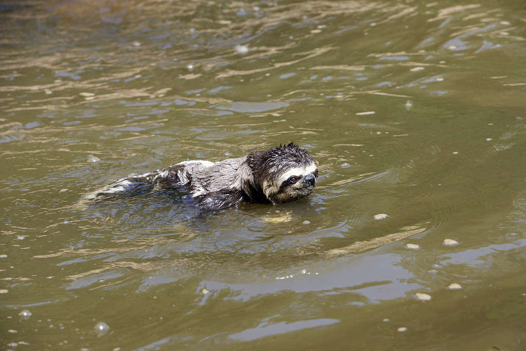 The Shocking Amount of Time Sloths Can Hold Their Breath