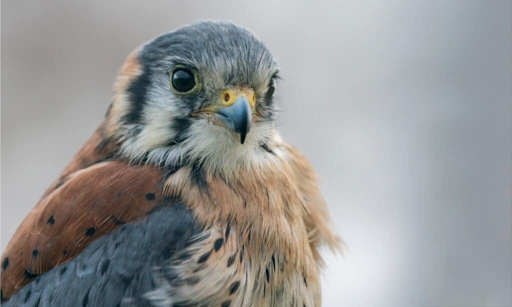 Discover 11  Birds of Prey that Patrol the U.S. Skies