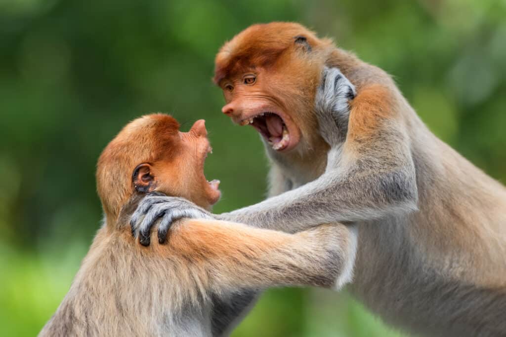 The Complete List of the 35 Animals With the Biggest Lips