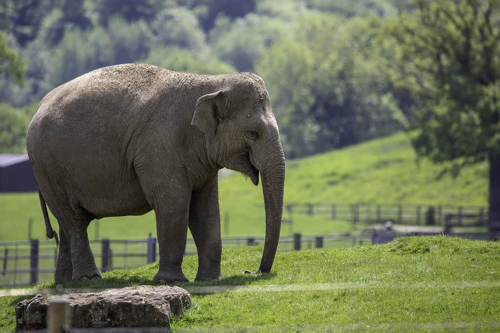 Discover the 7 Largest Zoos in England (And the Ideal Time to Visit Each)