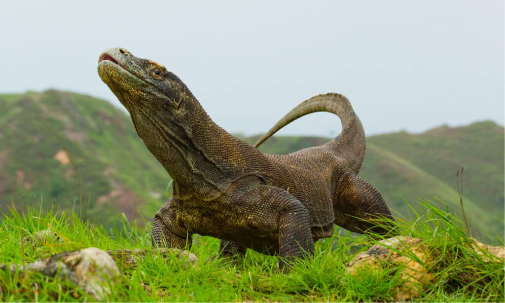 Discover a Natural Wonder: The Komodo Dragon’s Built-in Armor