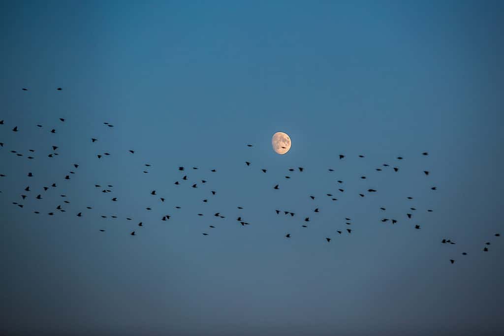 Over 1,000 Migrating Birds are Dead After Crashing into a Chicago Building