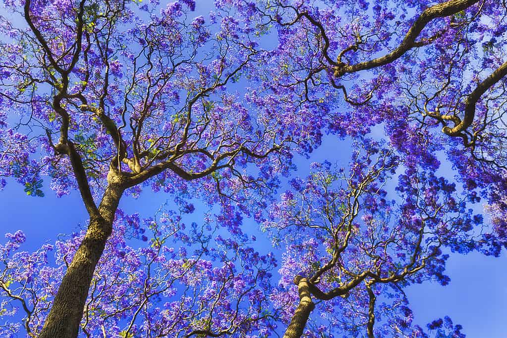 Discover Jacarandas: California's Beautiful Purple Flowering Tree