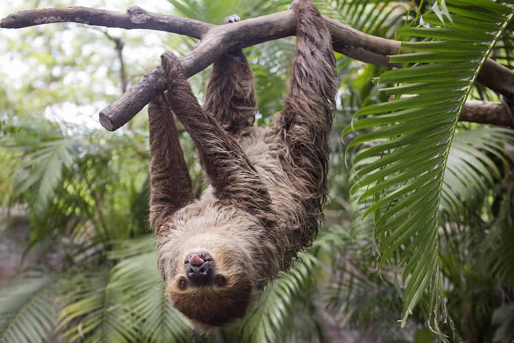 The Shocking Amount of Time Sloths Can Hold Their Breath