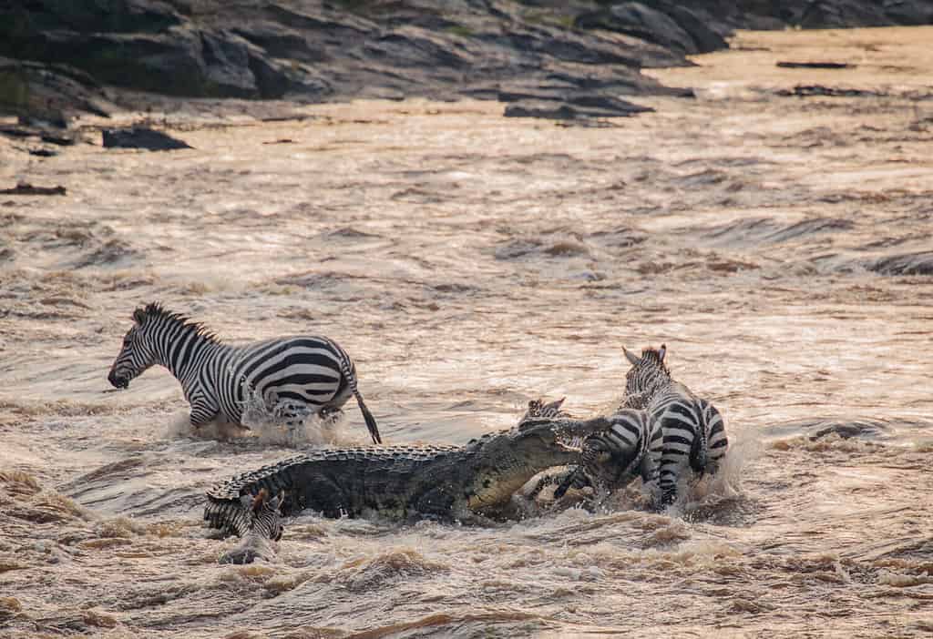 Brave Zebra Decides to Make the First Move In a River Crossing, But It Proves to Be Its Last Move