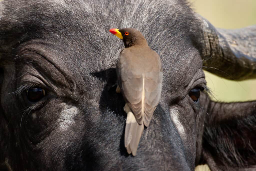 Rhino Lifespan: How Long Do These Huge Creatures Live?