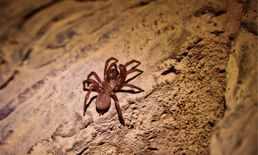 Trapdoor Spider Size: Just How Big Do These Spiders Get?