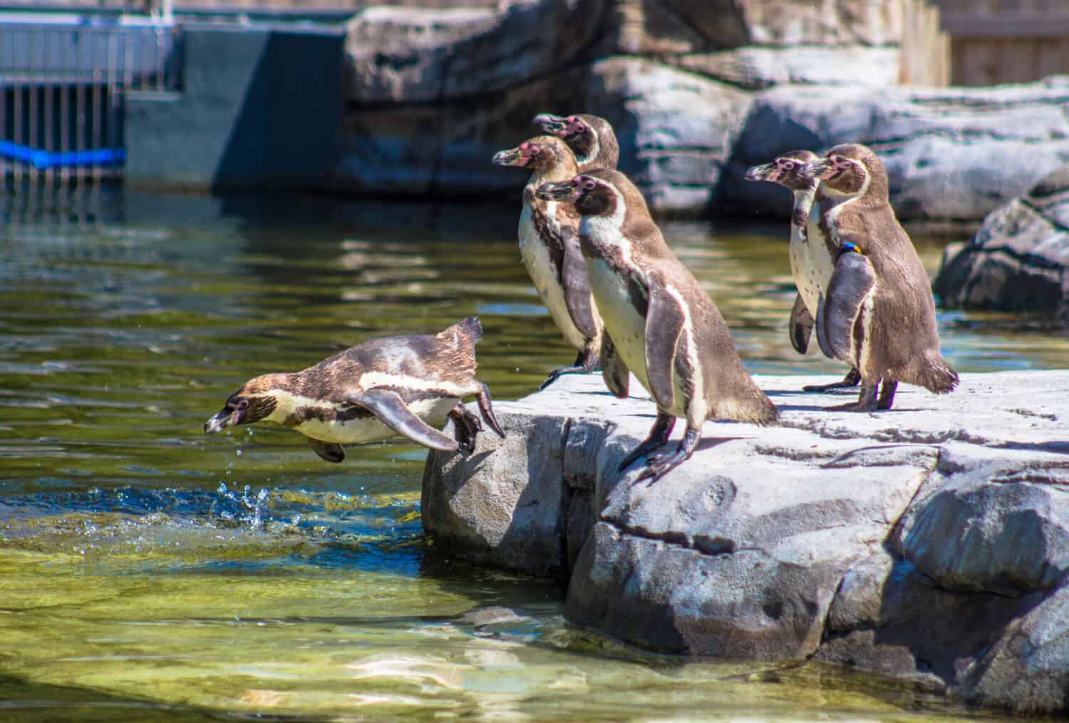 Discover the 7 Largest Zoos in England (And the Ideal Time to Visit Each)