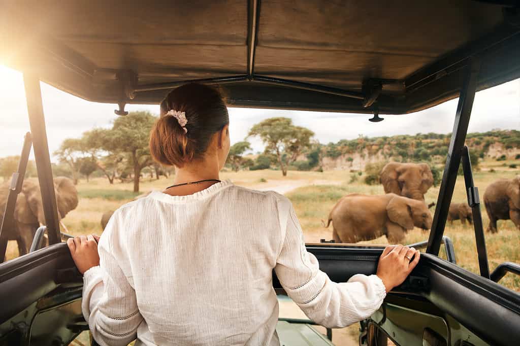 Rhino Lifespan: How Long Do These Huge Creatures Live?