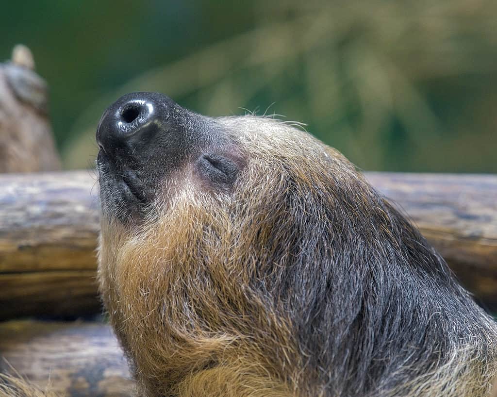 The Shocking Amount of Time Sloths Can Hold Their Breath