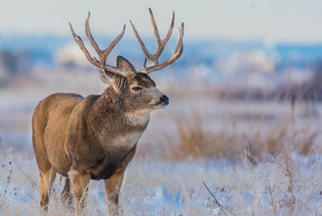 10 Reasons South Dakota Has the Best Deer Hunting in the U.S.