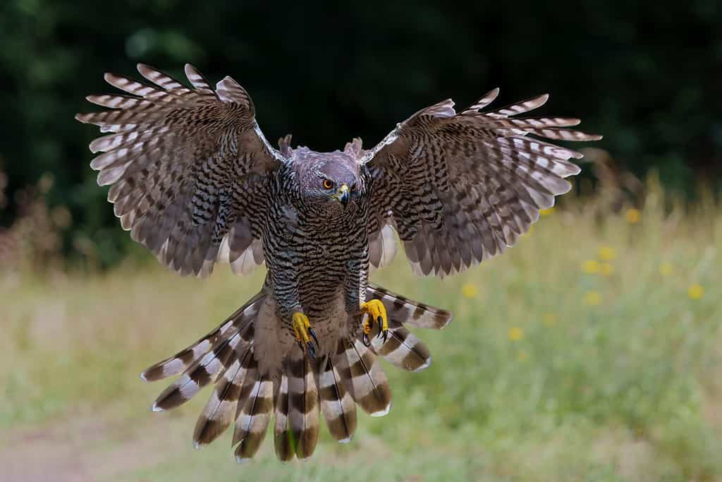 Discover 11  Birds of Prey that Patrol the U.S. Skies