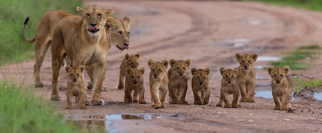 Tiny Lion Cub Tries Showing Affection to Its Father Who Begrudgingly Allows It