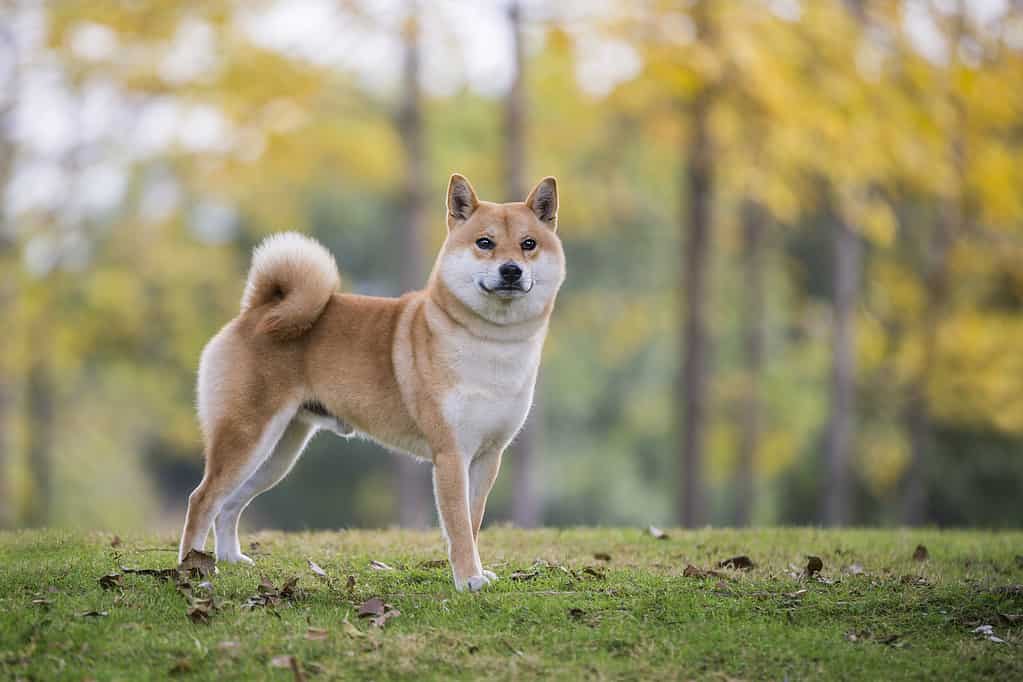 Watch This Protective Dog Come to the Rescue of a Chicken Being Attacked by a Falcon