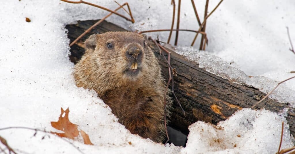 6 Impressive Facts About Woodchucks