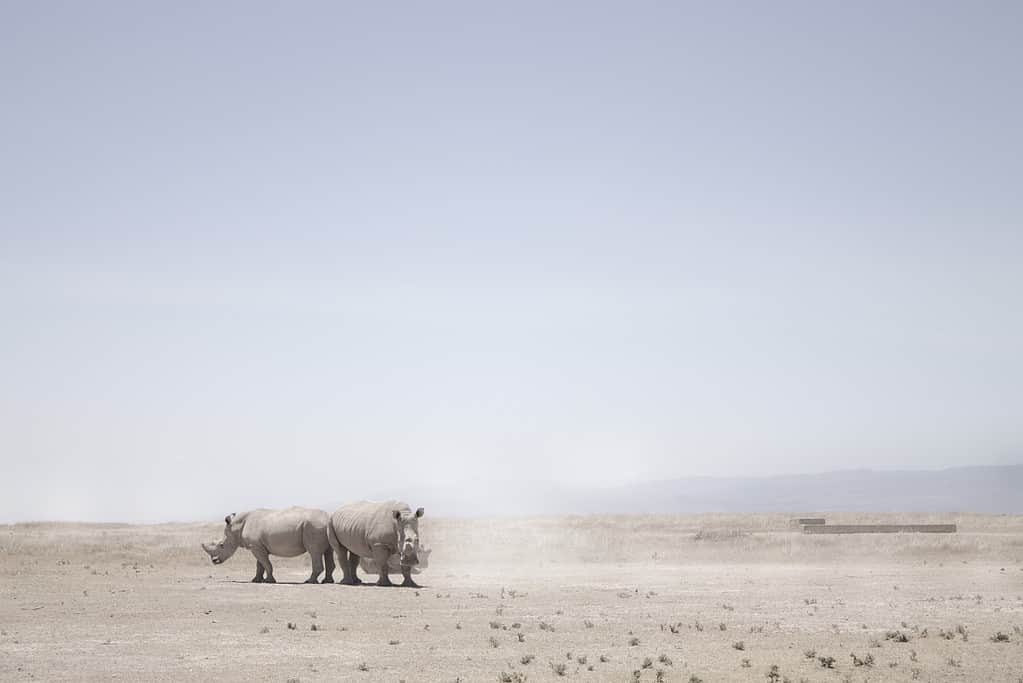 Rhino Lifespan: How Long Do These Huge Creatures Live?