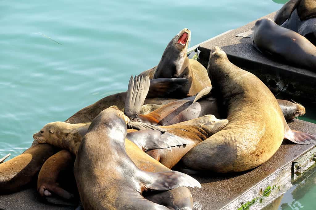 Sea Lions: Are They Eating All the Migrating Salmon?