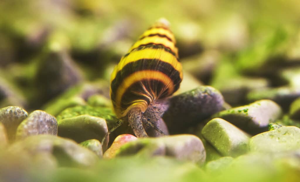 Discover How Carnivorous Caterpillars Hunt and Eat Their Prey