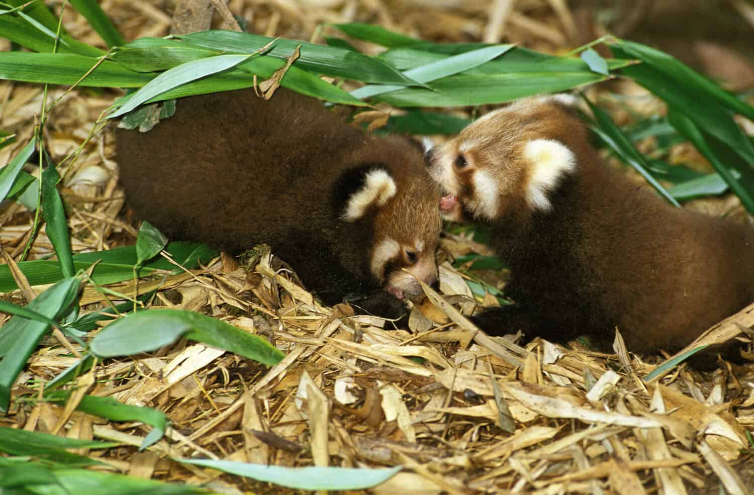 Baby Red Pandas: Adorable Pictures and Surprising Facts