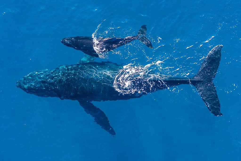 Watch Rescuers Brilliantly Free a Trapped Humpback Whale From a Stray Rope