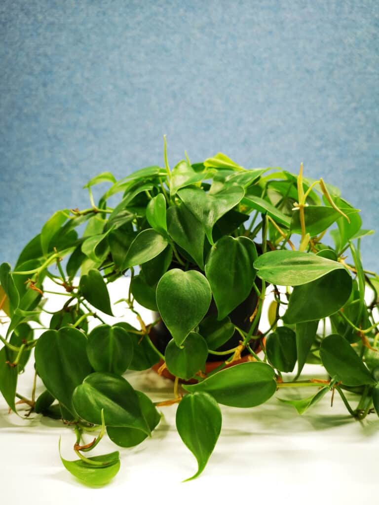 Philodendron Hederaceum Care Guide: 18 Tips for a Healthy Plant