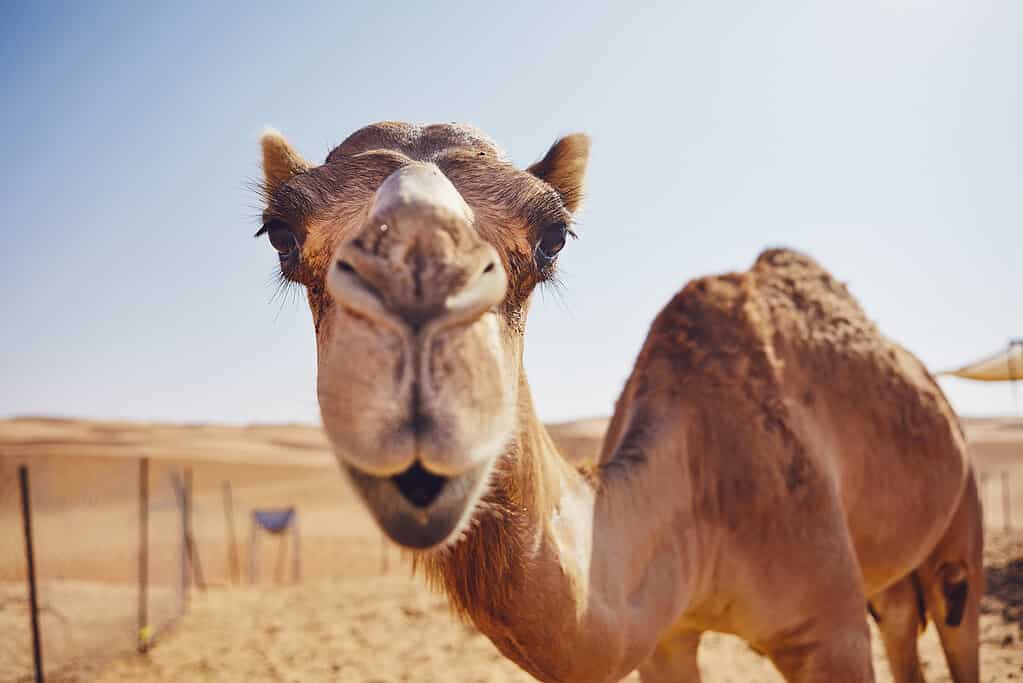 The Complete List of the 35 Animals With the Biggest Lips