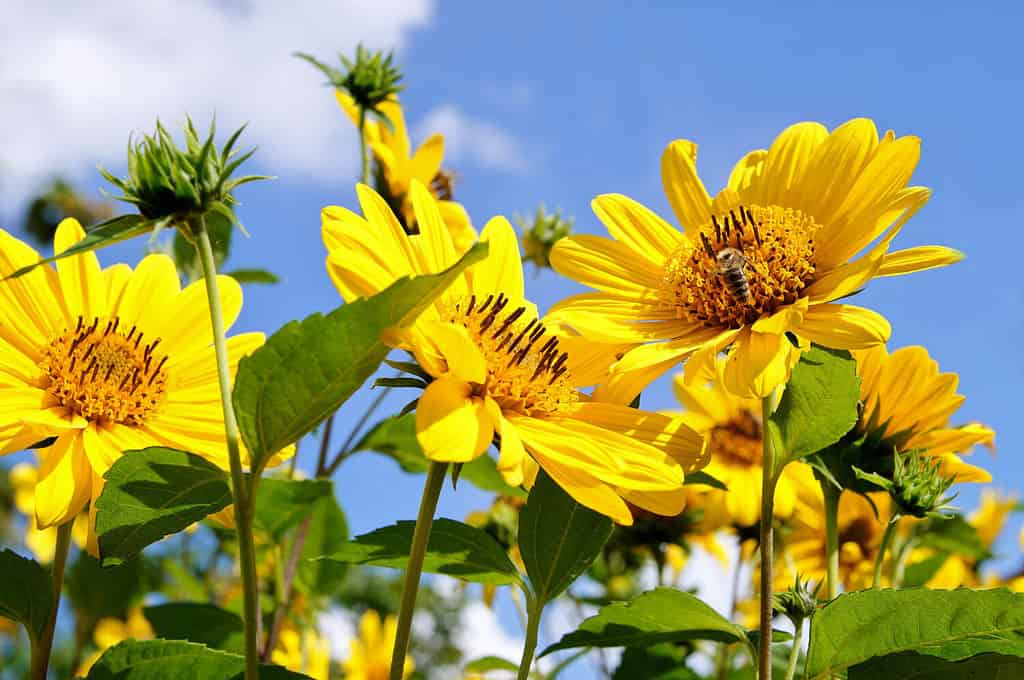 The 10 Most Colorful Fall-Blooming Flowers in Michigan