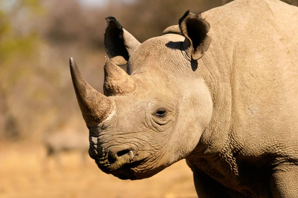 The Complete List of the 35 Animals With the Biggest Lips