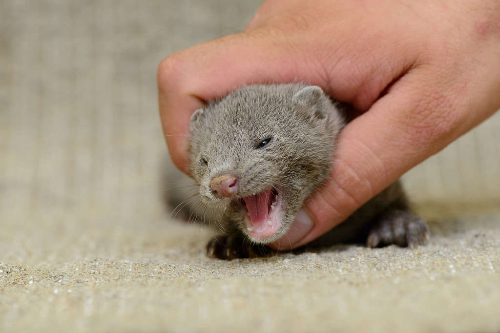 Baby Mink: 10 Adorable Pictures and 9 Incredible Facts