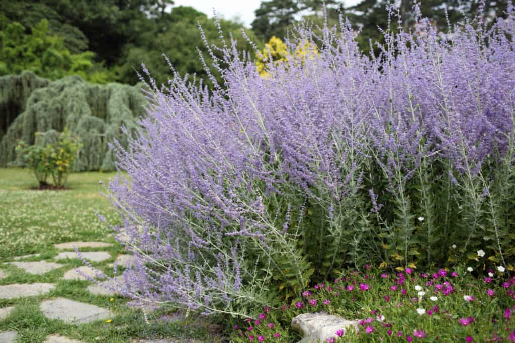 The 10 Most Colorful Fall-Blooming Flowers in Michigan