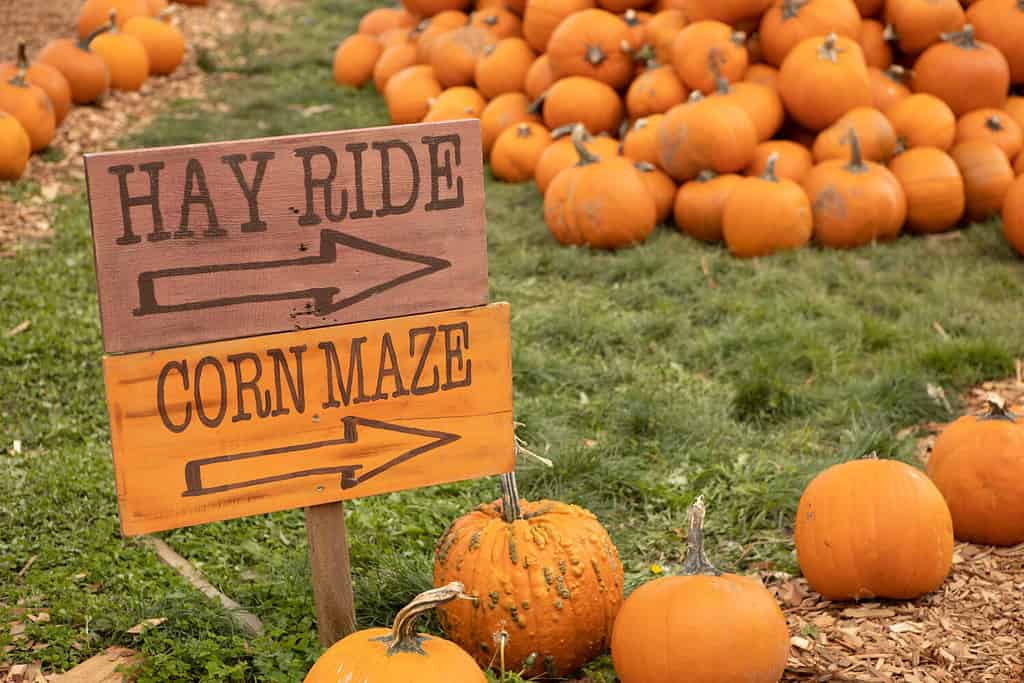 Explore the 6 Best Pumpkin Patches in Oregon To Embrace The Fall Season