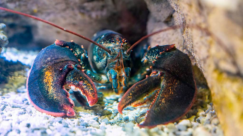 Do Lobsters Mate for Life? 5 Amazing Facts About These Amazing Creatures