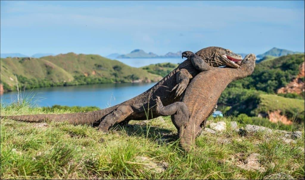 Discover a Natural Wonder: The Komodo Dragon’s Built-in Armor