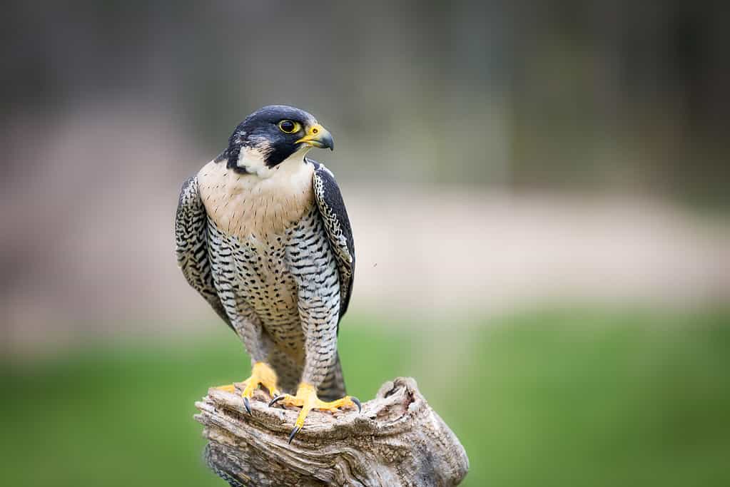 Watch This Protective Dog Come to the Rescue of a Chicken Being Attacked by a Falcon