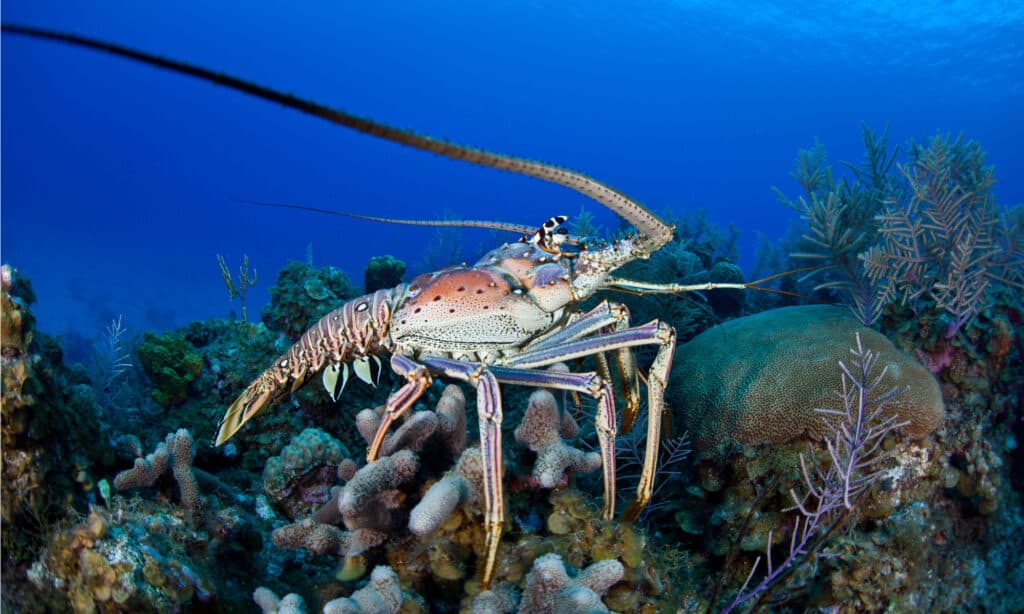 Do Lobsters Mate for Life? 5 Amazing Facts About These Amazing Creatures