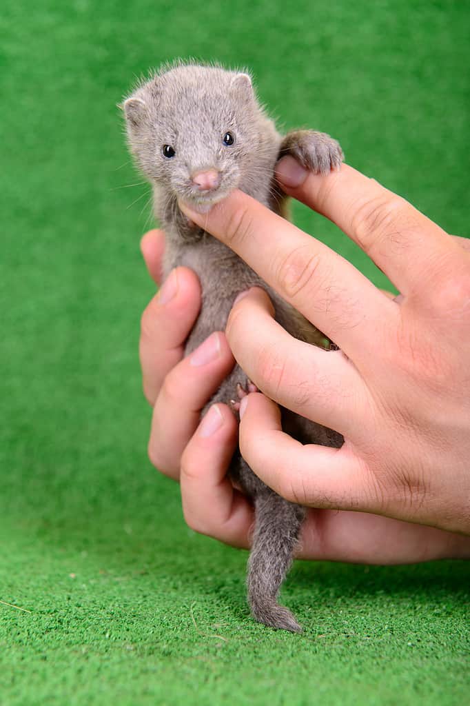 Baby Mink: 10 Adorable Pictures and 9 Incredible Facts