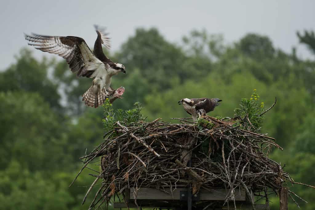 See a Raven Become a Nasty Neighbor and Attack Another Bird In His Own Nest