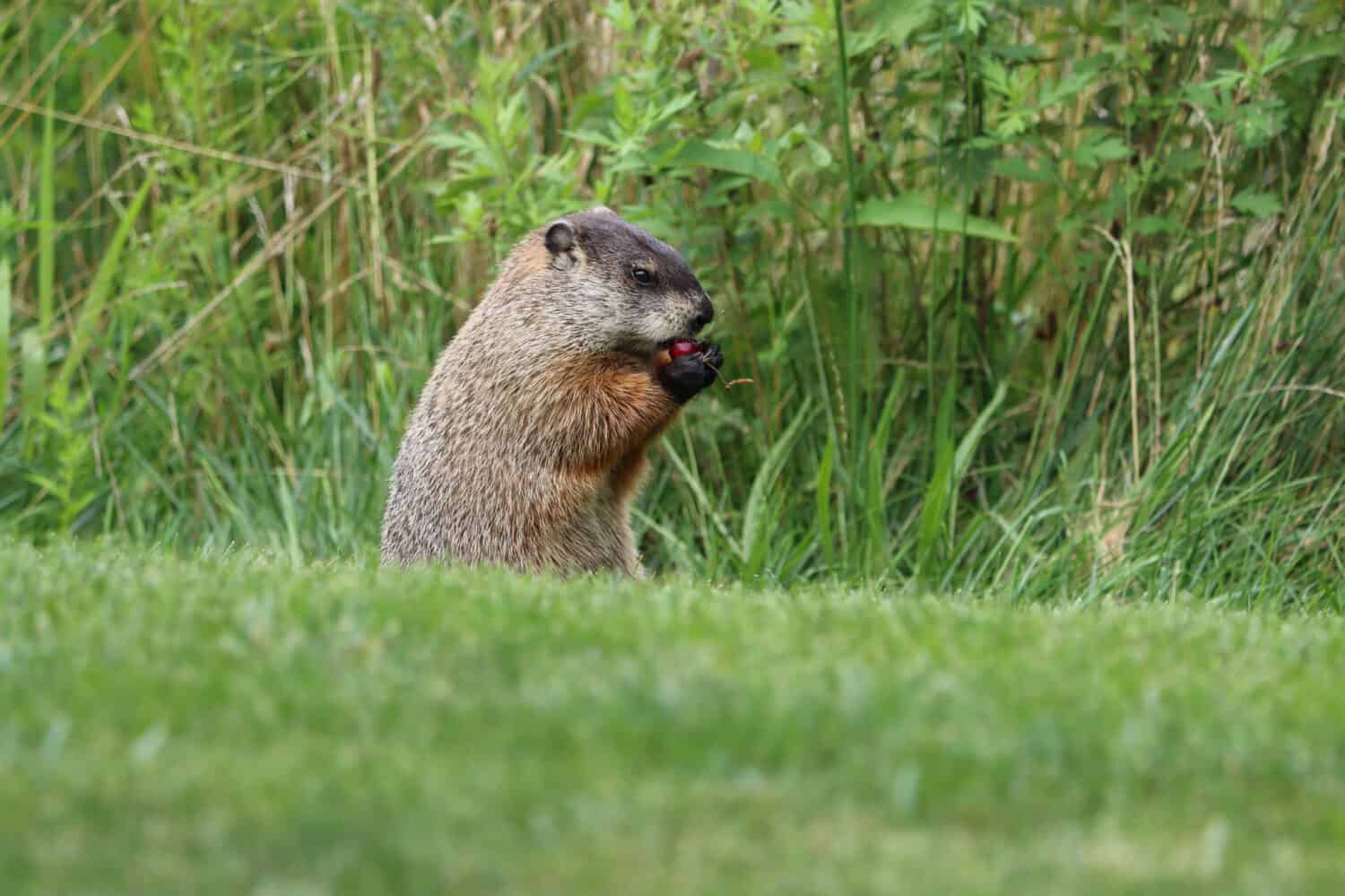 6 Impressive Facts About Woodchucks